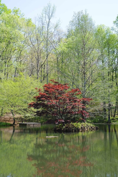 Adelman Photography Atlanta