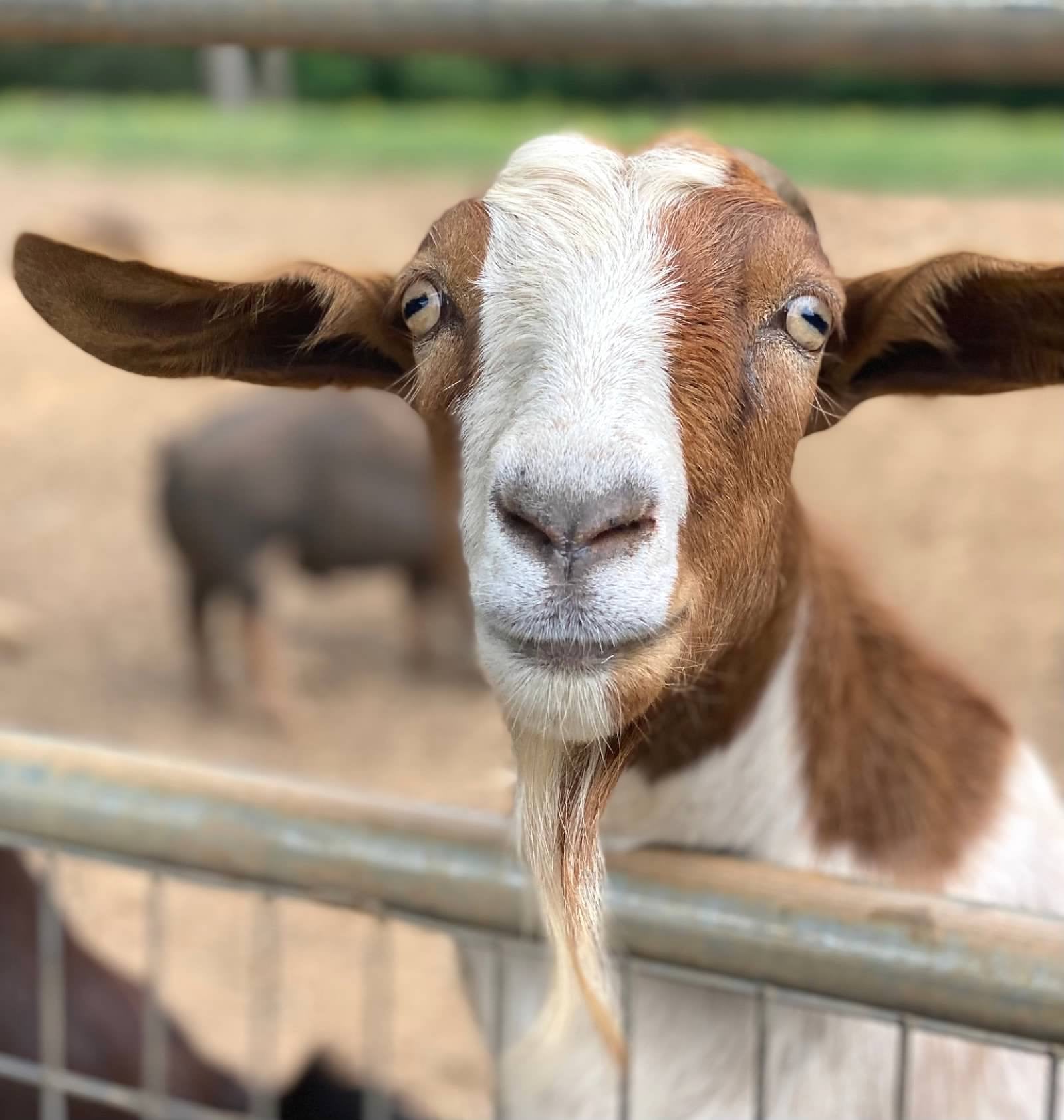 Farm Animal Birthday Party with Hay Ride and Pony Rides
