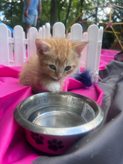 The Purrfect Party Experience- Kittens Galore!